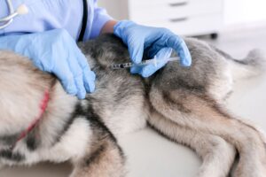 Core vaccination for Pet