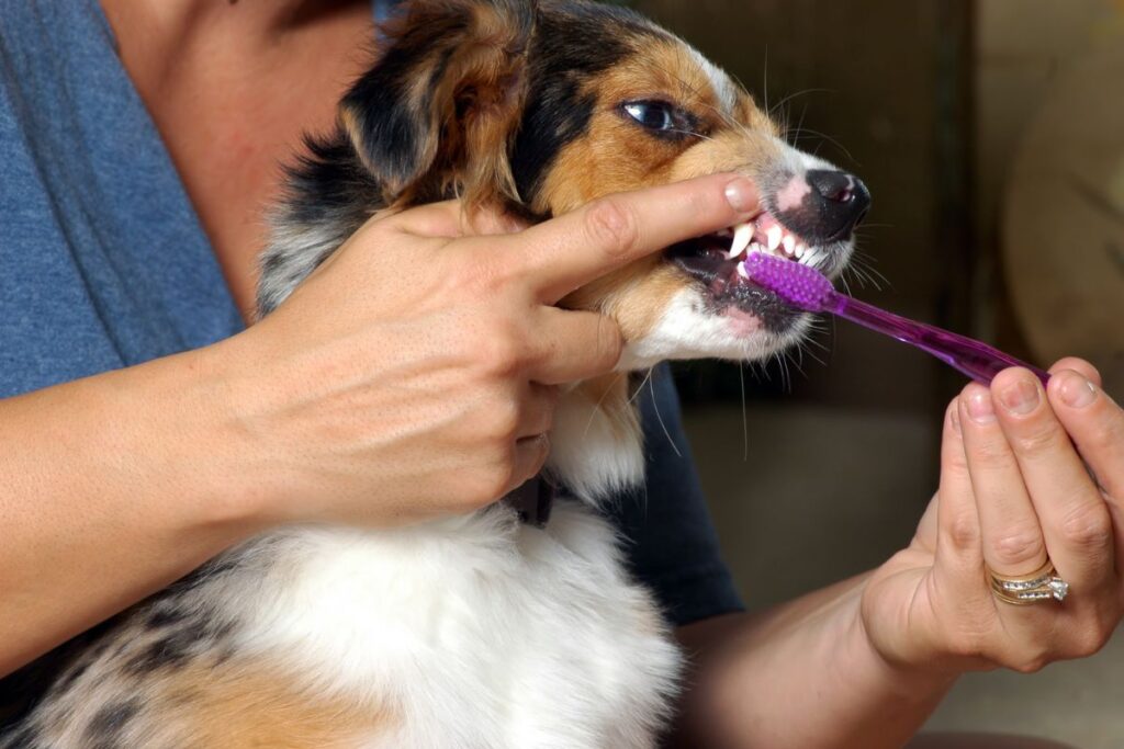 Dog Dental Cleaning