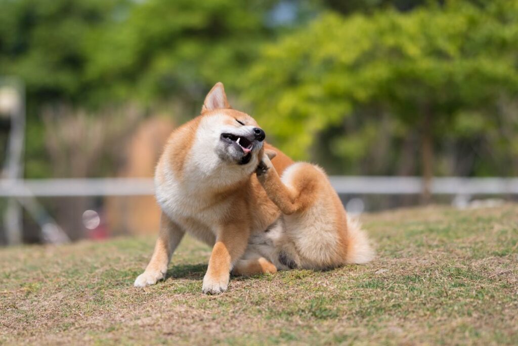 Dog skin